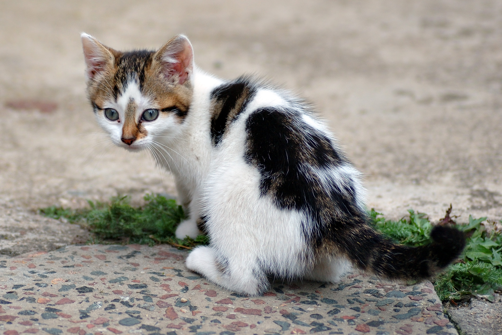 Original: https://commons.wikimedia.org/wiki/Category:Kittens#/media/File:Six_weeks_old_cat_(aka).jpg